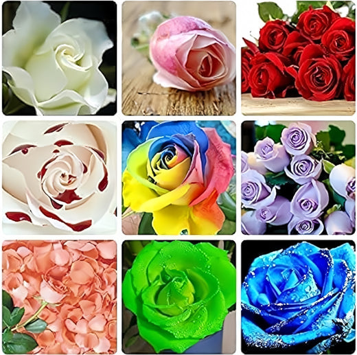 Green Rose Rare Color Perennial Flower Home & Garden Decoration Seeds