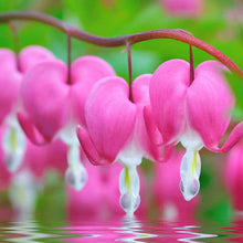 Pink Poof Peony Seeds