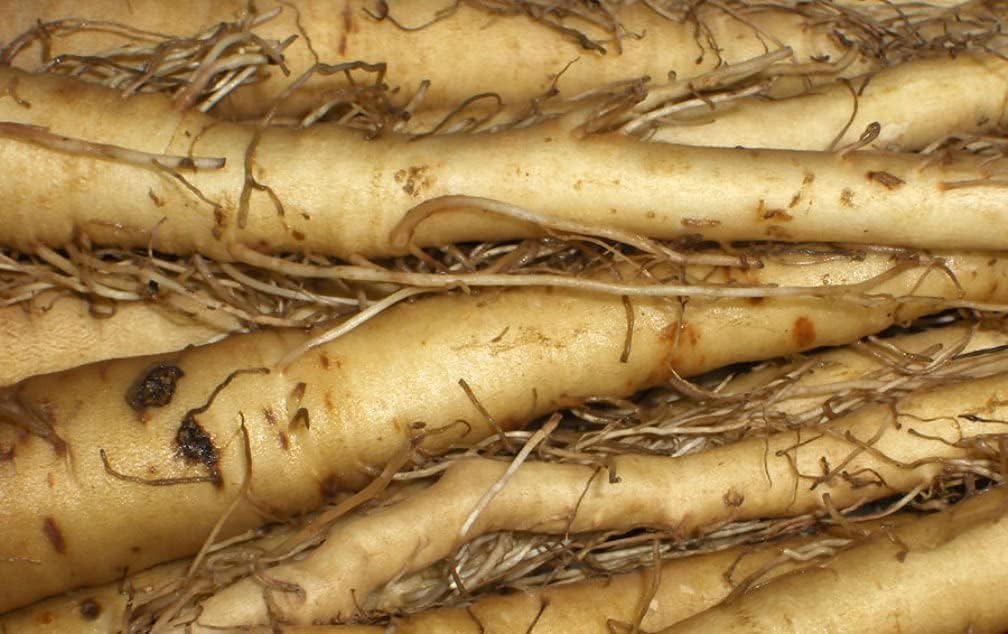 Salsify Oat Root Seeds up to 50%