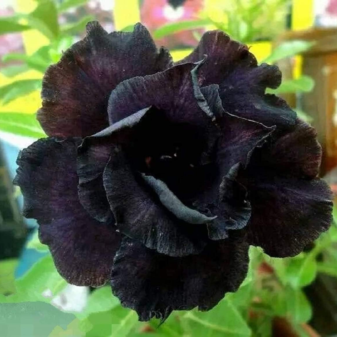 Black Adenium Flower Seeds