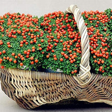 Lamp Beads Grass Seeds