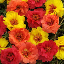 Moss Rose Seeds - Tropical Mix