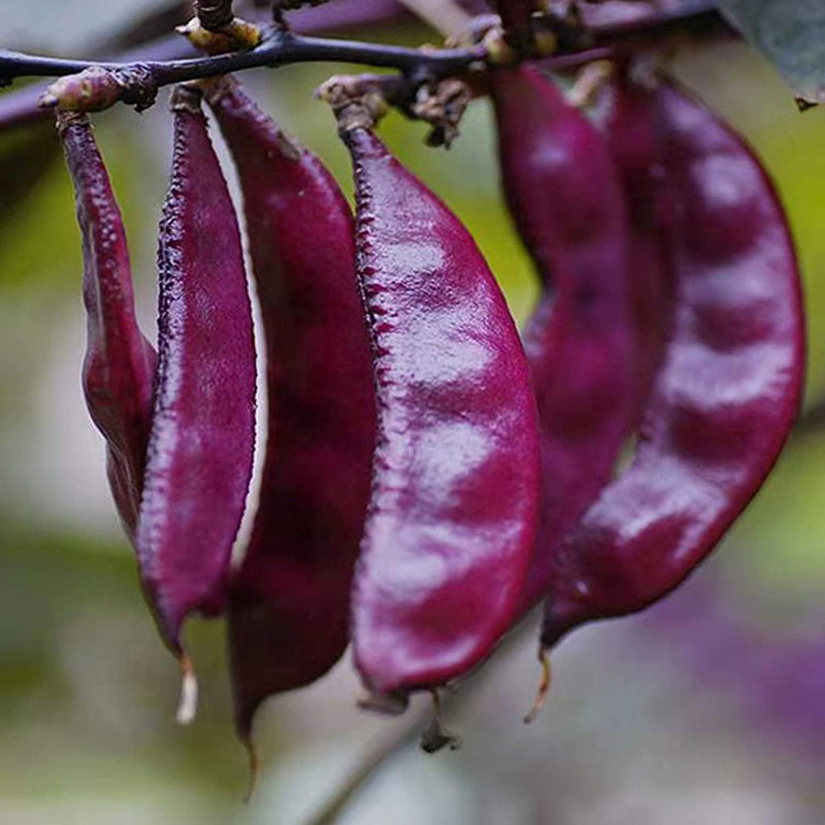Purple Hyacinth Bean Seeds