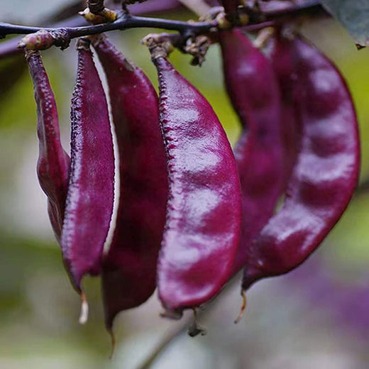 Purple Hyacinth Bean Seeds