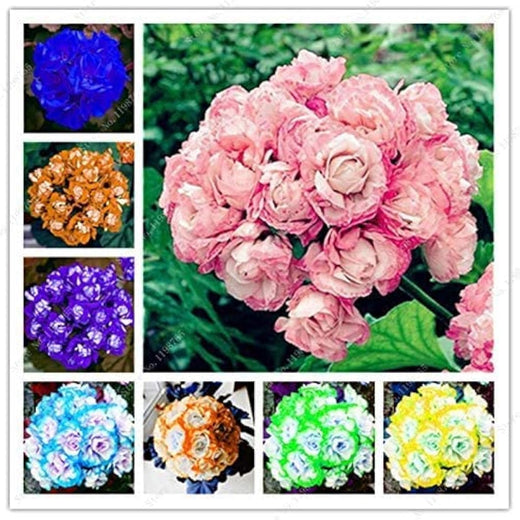 Yellow Geranium Flower Seeds