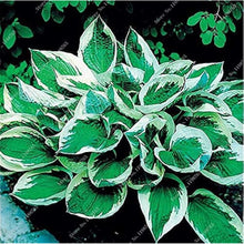 Hosta Seeds - Mixed