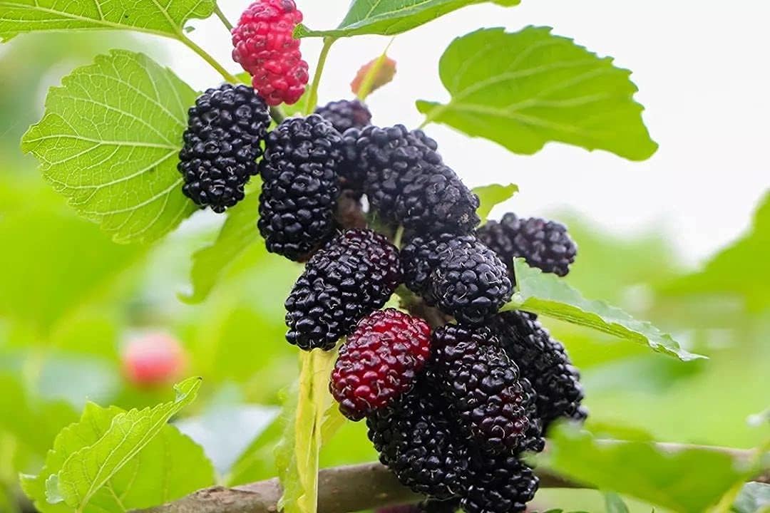Mulberry Tree Seeds up to 50%