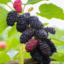 Mulberry Tree Seeds