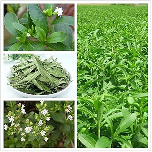 Stevia Seeds