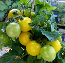 Flora Gold Micro Dwarf Tomato Seeds