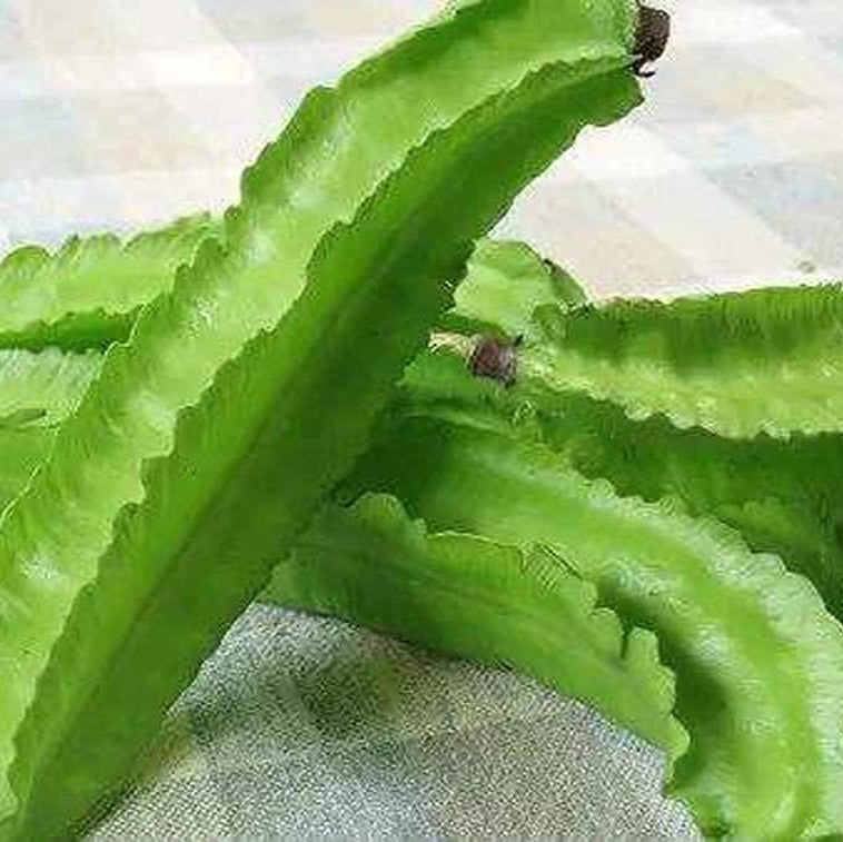 Green Winged Bean Seeds up to 50%