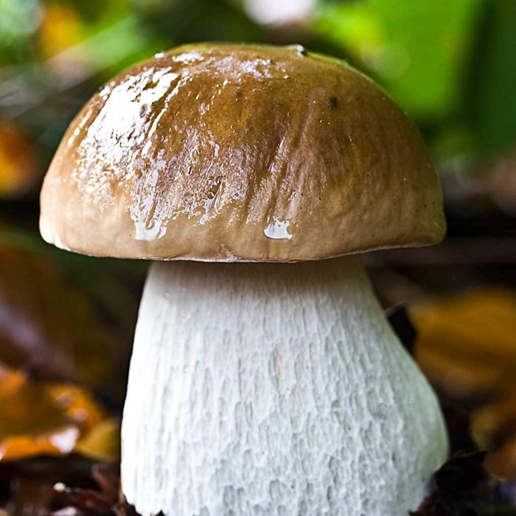 Porcini Mushroom Spores up to 50%