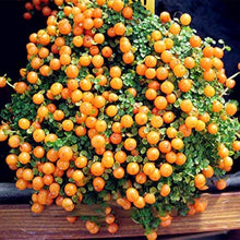 Lamp Beads Grass Seeds