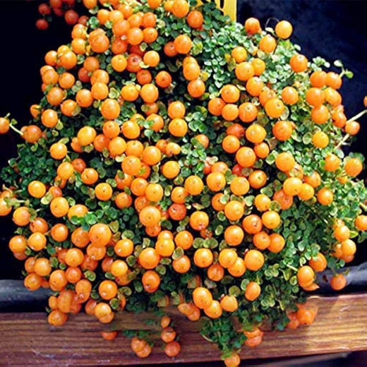 Lamp Beads Grass Seeds
