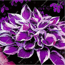 Hosta Seeds - Mixed