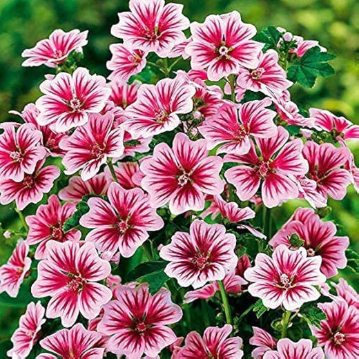 Seeds Mal01