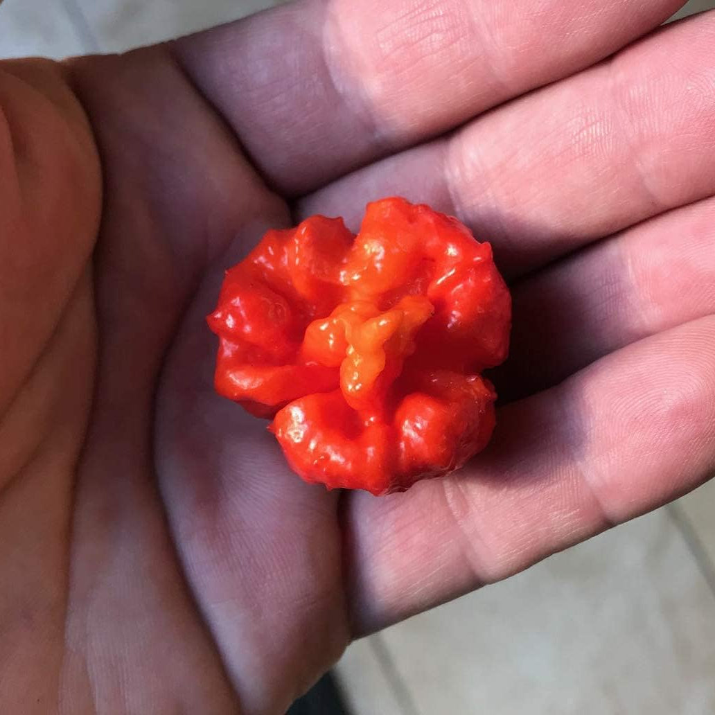 Hurt Berry Pepper Seeds up to 50%