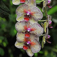 Cymbidium Orchid Seeds Silk Butterfly Variety