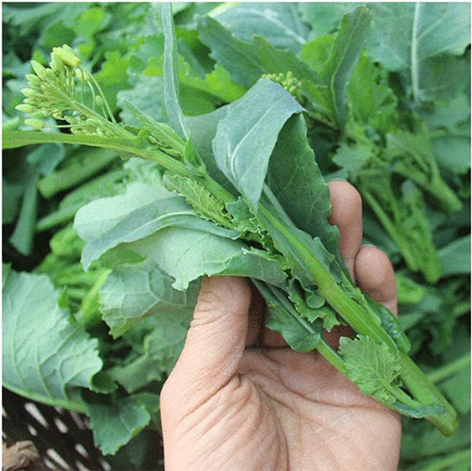 Rapini Seeds