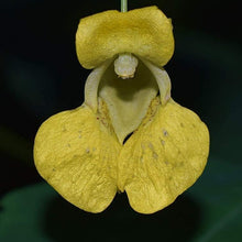 Yellow Jewelweed Seeds