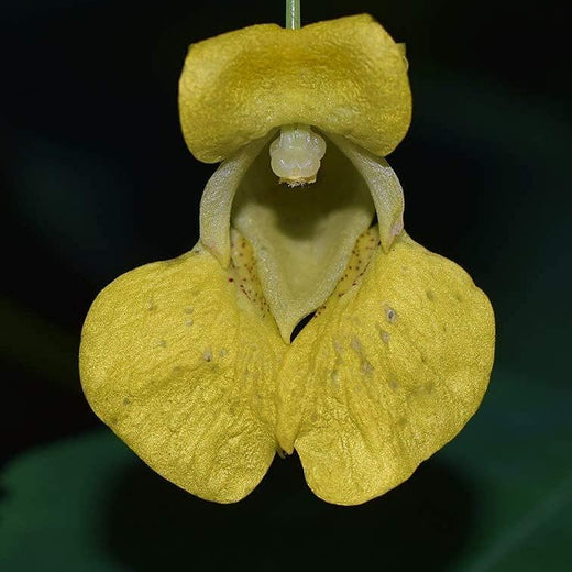 Yellow Jewelweed Seeds