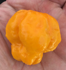 Jamaican Scotch Bonnet Hot Pepper Seeds