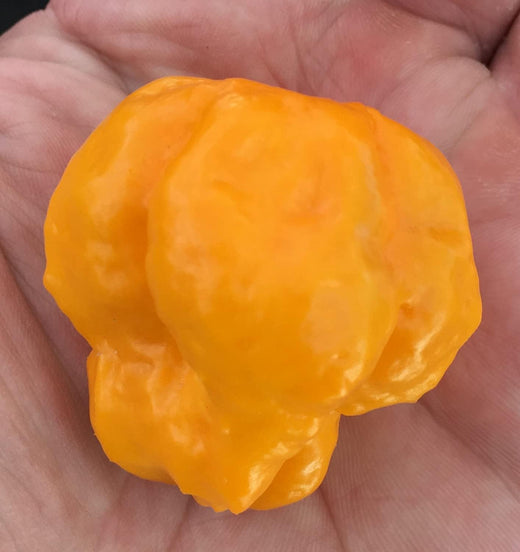 Jamaican Scotch Bonnet Hot Pepper Seeds
