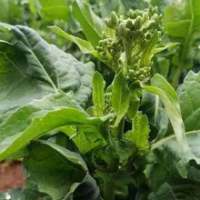 Rapini Seeds