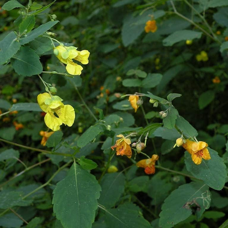 Impatiens pallida | Yellow Jewelweed | Native Wildflower for Shade Gardens up to 50%