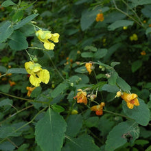 Yellow Jewelweed Seeds