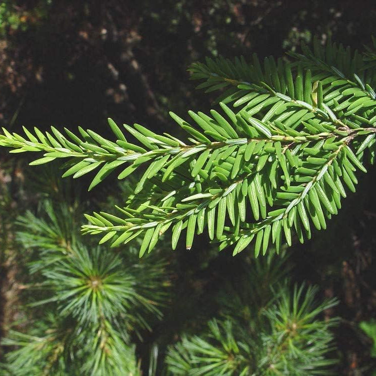 Eastern Hemlock Seeds
