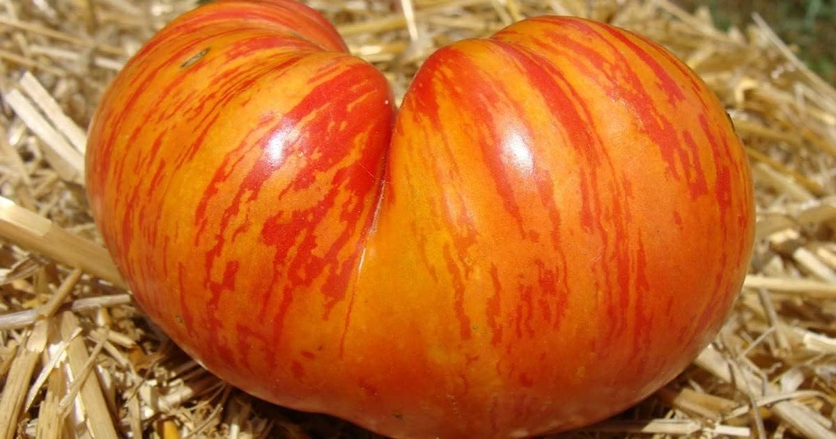Rainbow Giant Tomato Seeds up to 50%