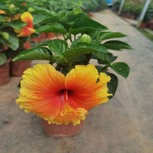 Hibiscus Flower Seeds