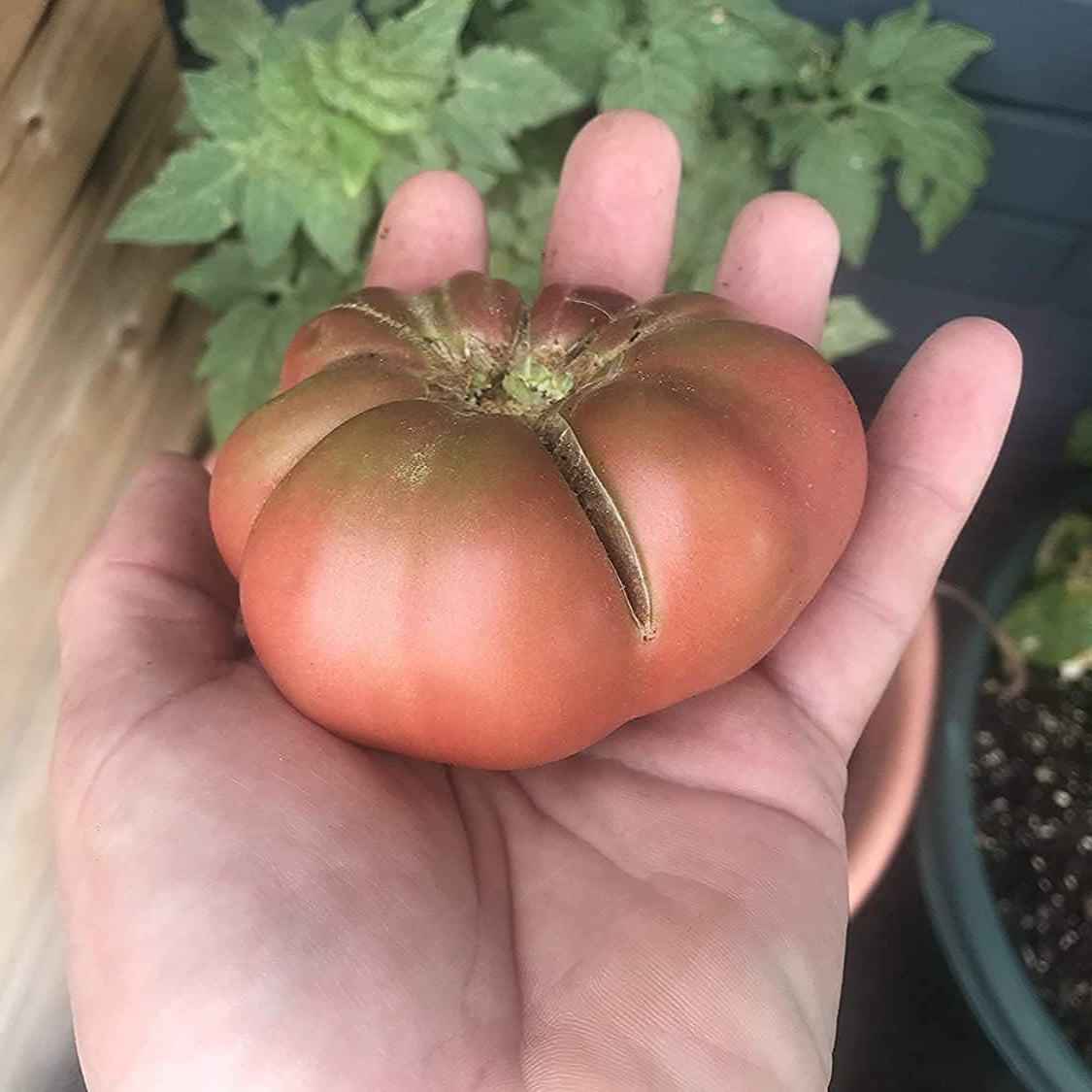 Cherokee Purple Tomato Seeds up to 50%