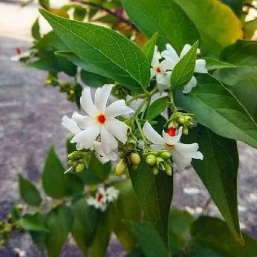 Night Flowering Jasmine Seeds