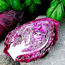 Red Kalibos Cabbage Seeds