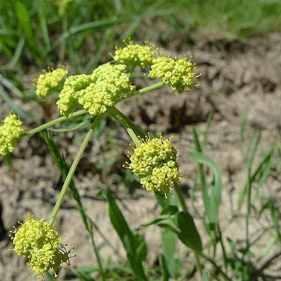 Lomatium triternatum (Nine Leaf Biscuitroot) Seeds – Perennial Herb & Edible Plant – up to 50%