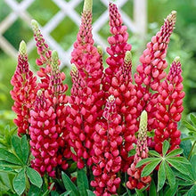 Red Lupin Flower Seeds
