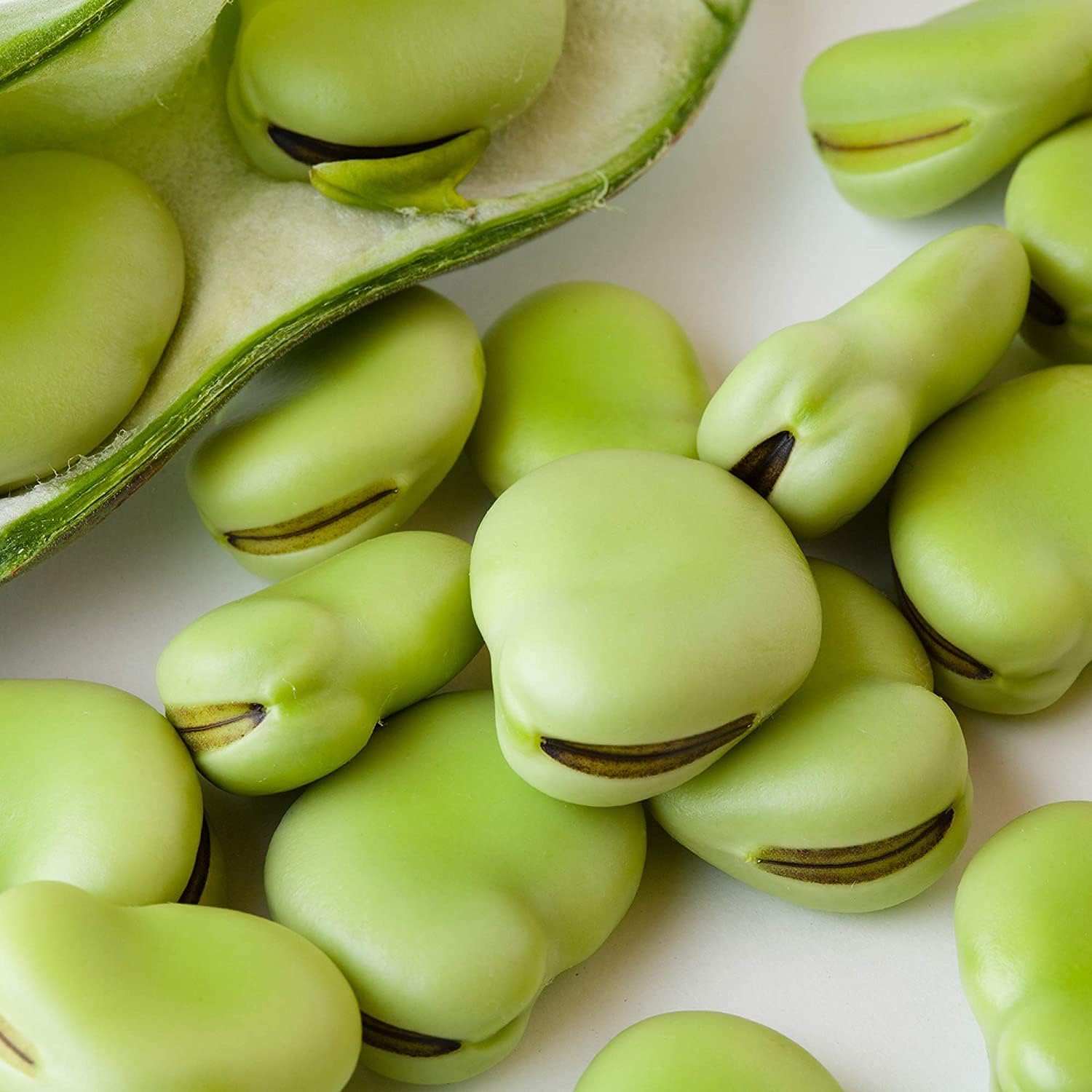 Fava Bean Vegetable Seeds up to 50%