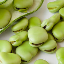 Fava Bean Vegetable Seeds