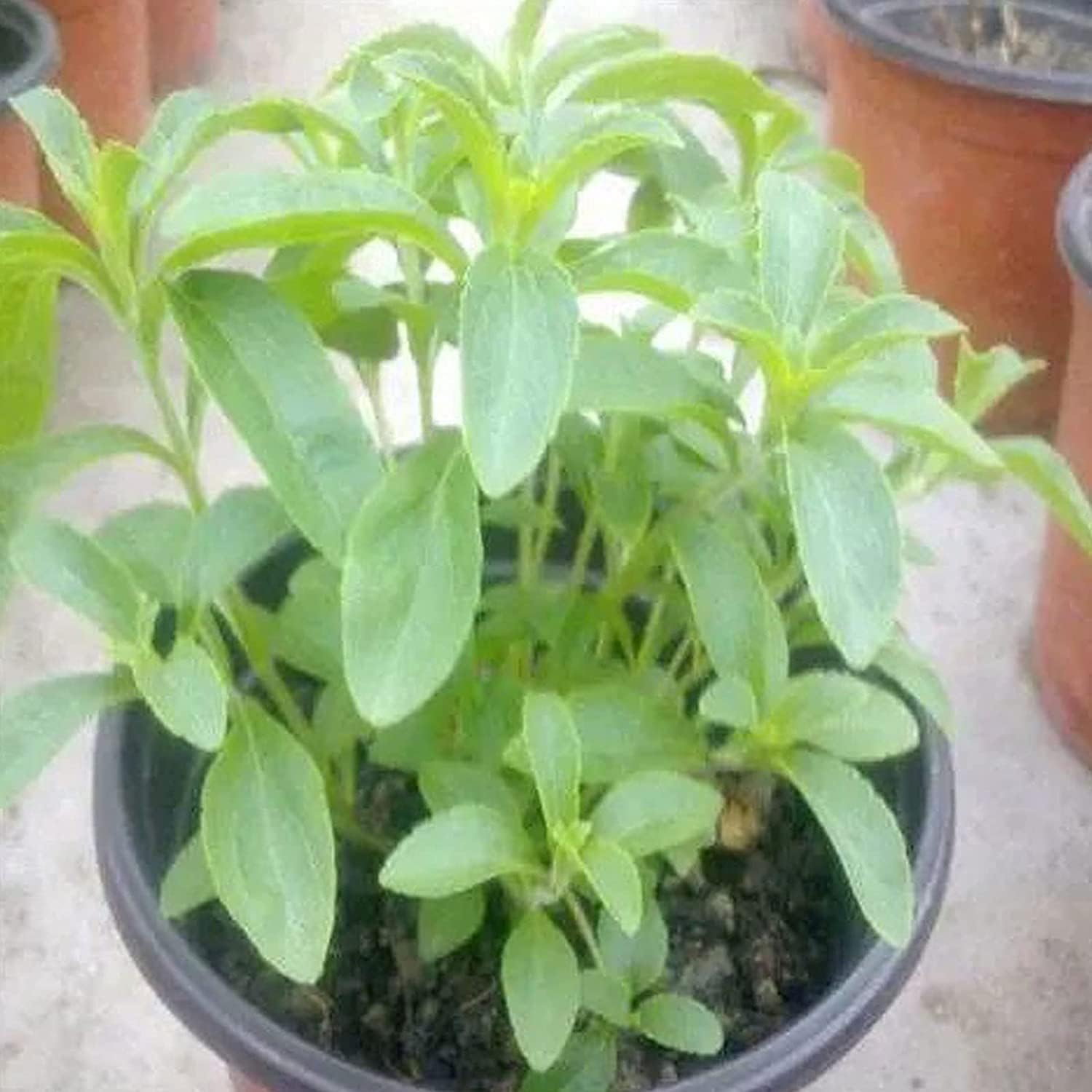 Stevia Sweetleaf Herb Seeds up to 50%