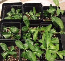 Small Periwinkle Seeds