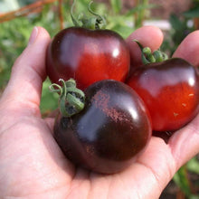 Black Early Tomato Seeds