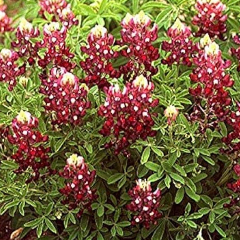 Texas Bluebonnet Seeds - Maroon