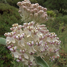 Woollypod Milkweed Seeds