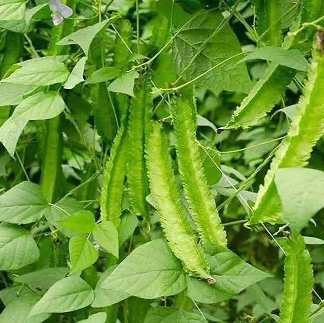 Green Winged Bean Seeds up to 50%