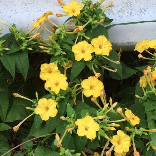 Yellow Morning Glory Seeds