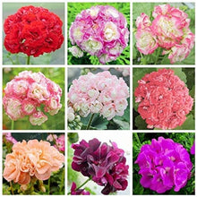 Apple Blossom Geranium Seeds