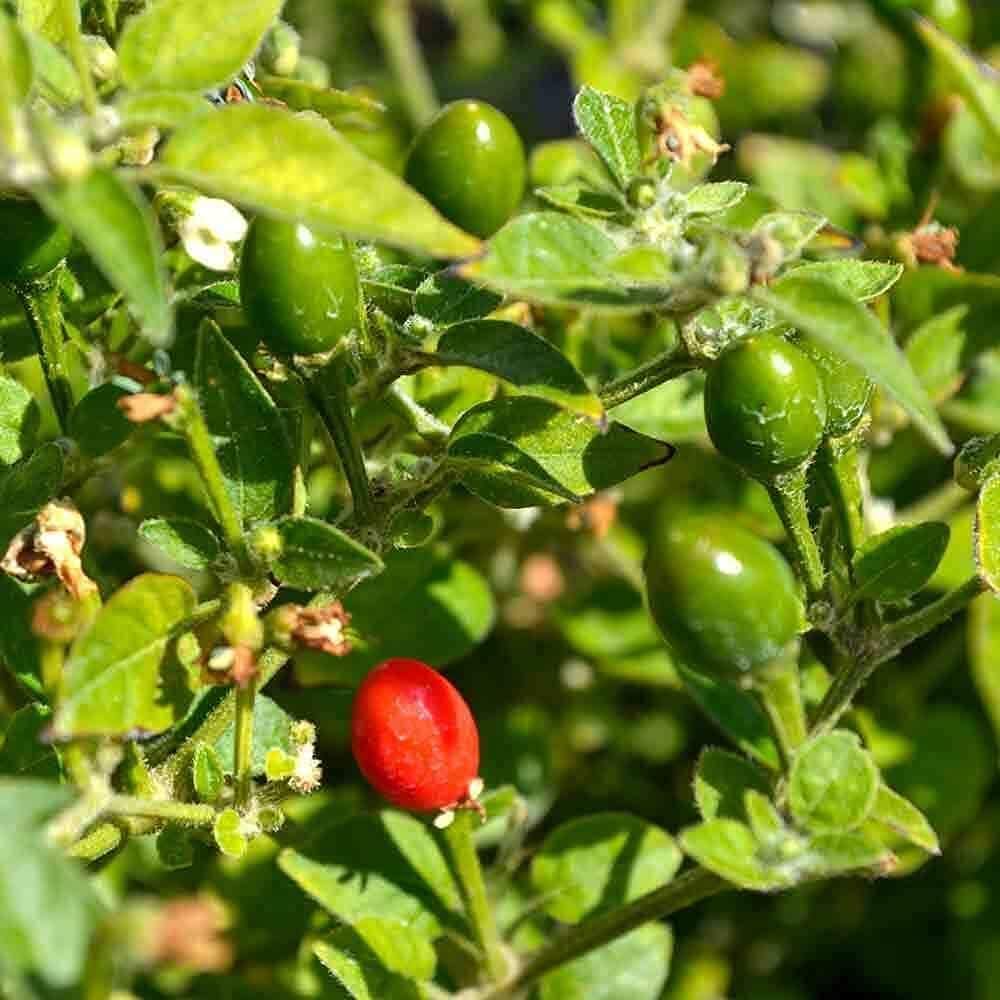 Chiltepin Pepper Seeds up to 50%