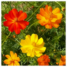 Mix Cosmos Seeds